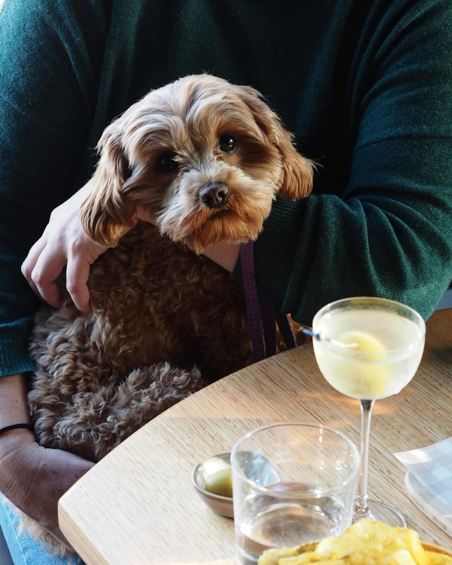 Dogs welcome at Rocket Wine
